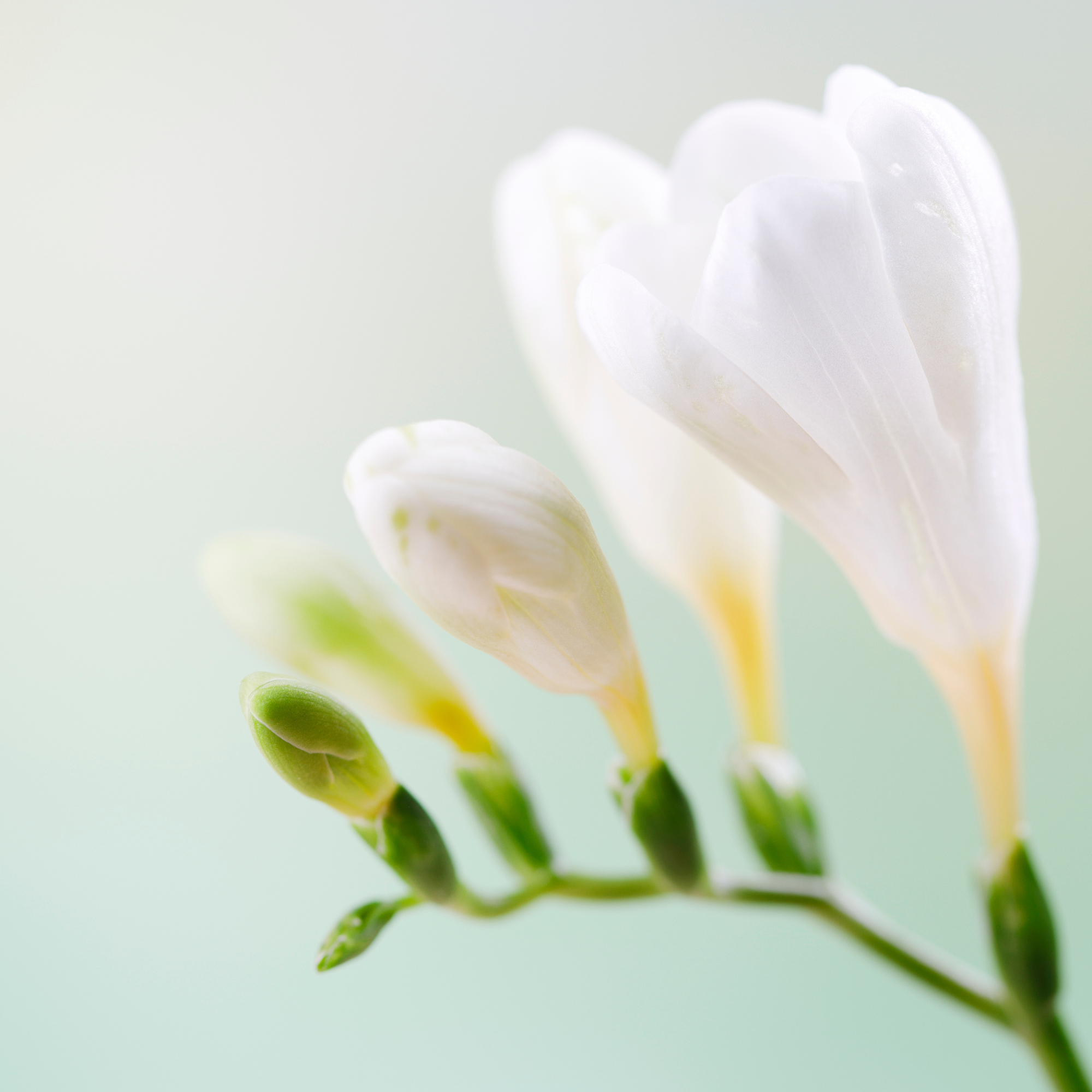 Poire & freesia