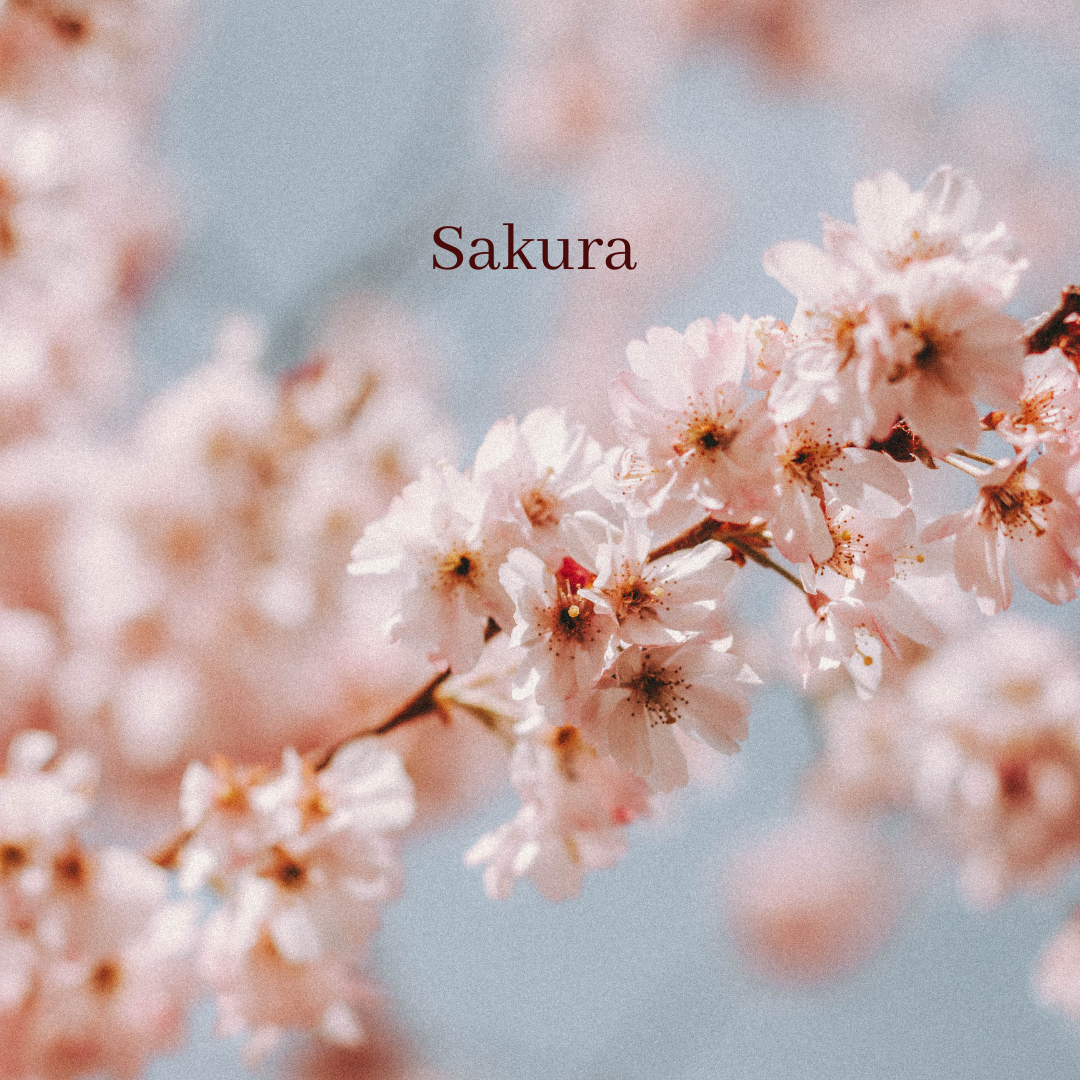 Sakura
