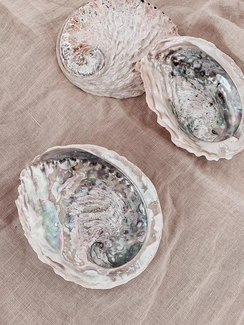 Coquille d'Ormeau Naturelle