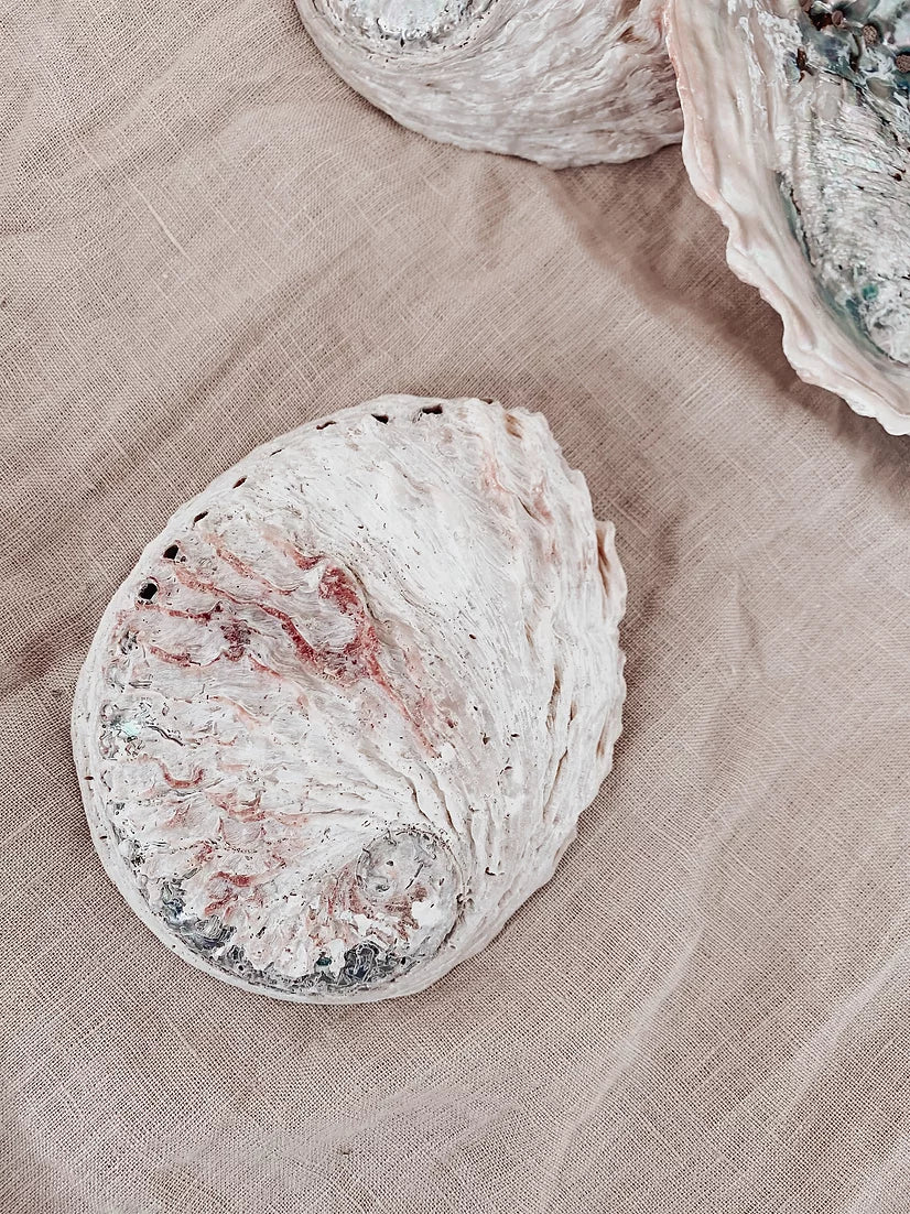 Coquille d'Ormeau Naturelle